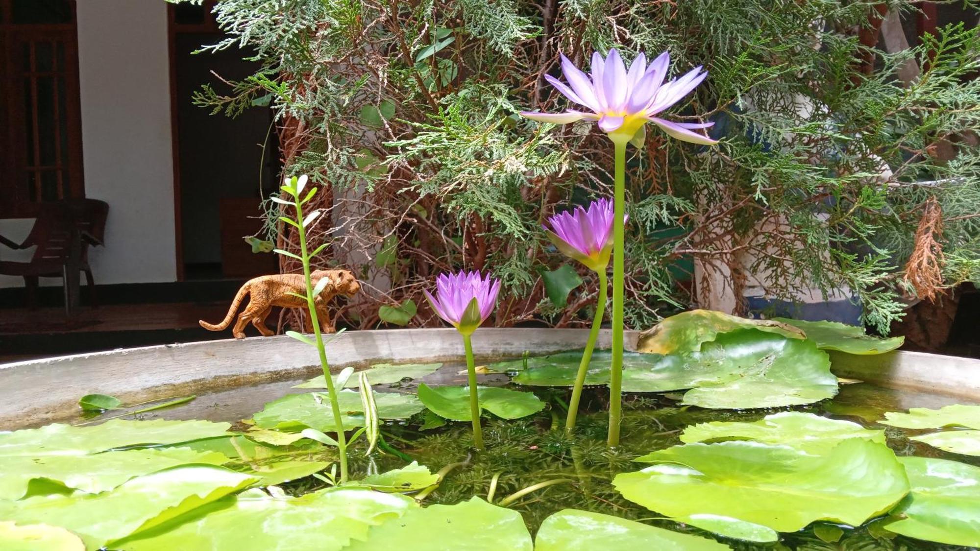 The King'S Garden Resort Dambulla Dış mekan fotoğraf